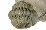 Enrolled Reedops Trilobite Fossil - Atchana, Morocco #312354-2